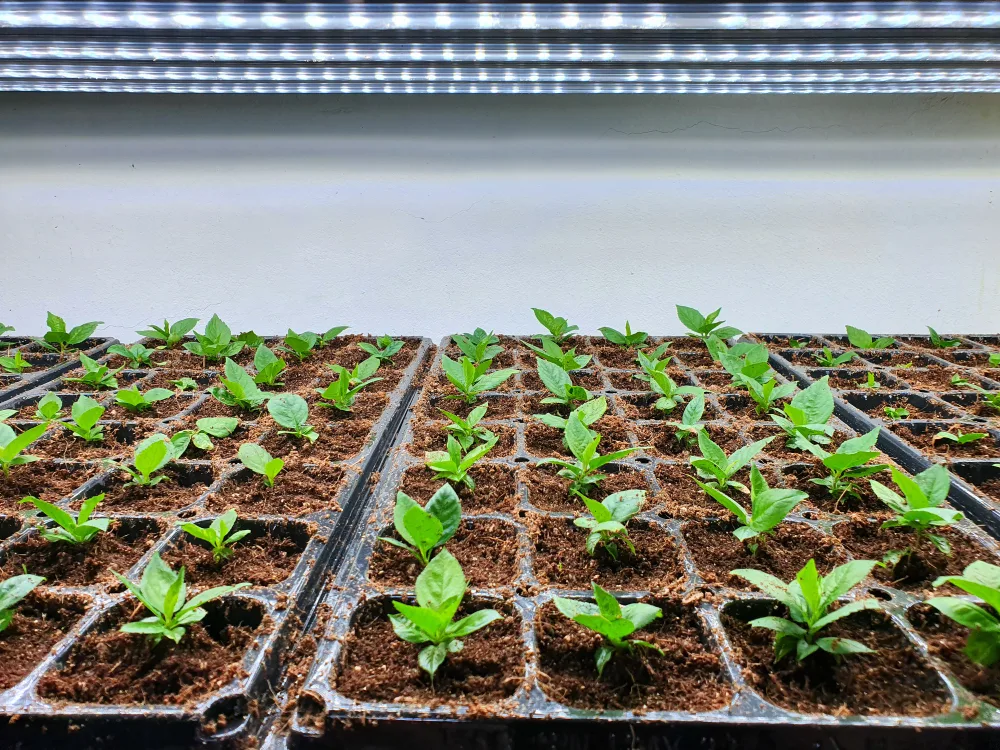Guía definitiva: Mejores luminarias LED para cultivo indoor Guía definitiva Mejores luminarias LED para cultivo indoor