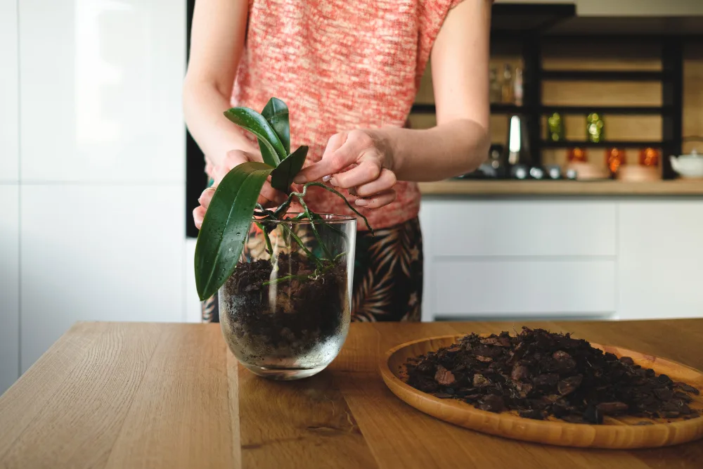Plantas que se pueden cultivar en agua
