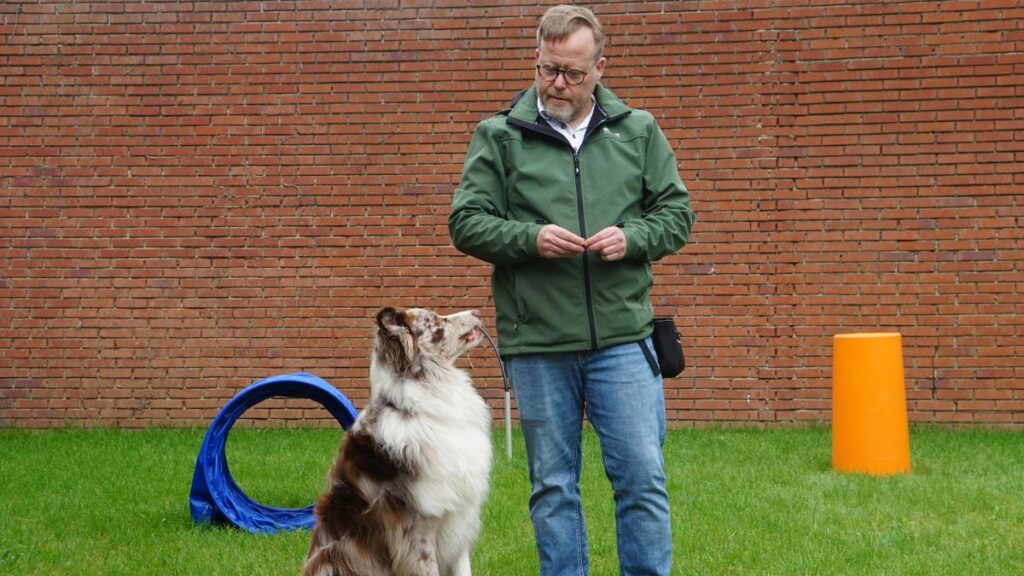 adestramento positivo de cães
