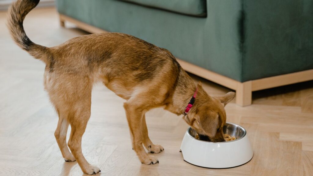 Alimentação natural para Cães