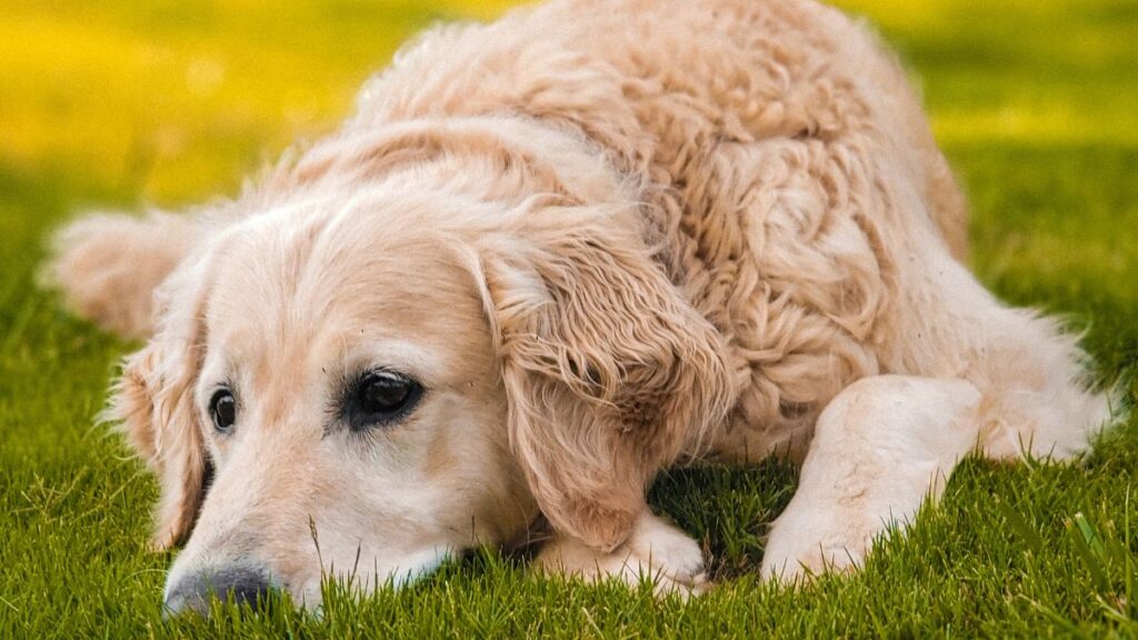 Ansiedade de separação em Cães