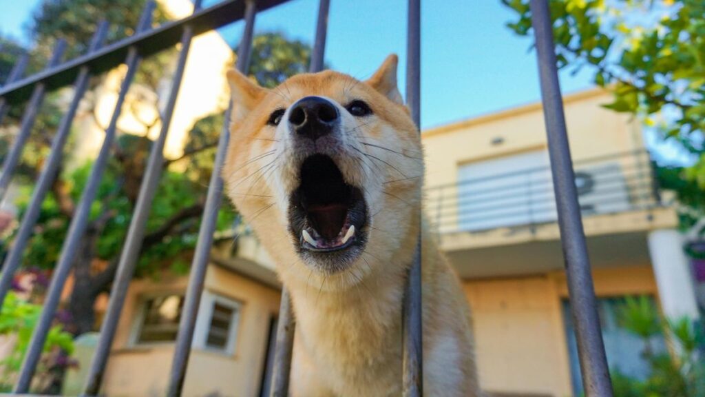 Como Reduzir Latidos Excessivos