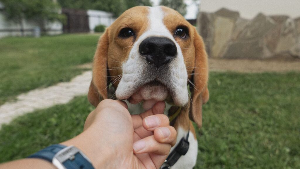 Como ajudar seu cão a lidar com a solidão