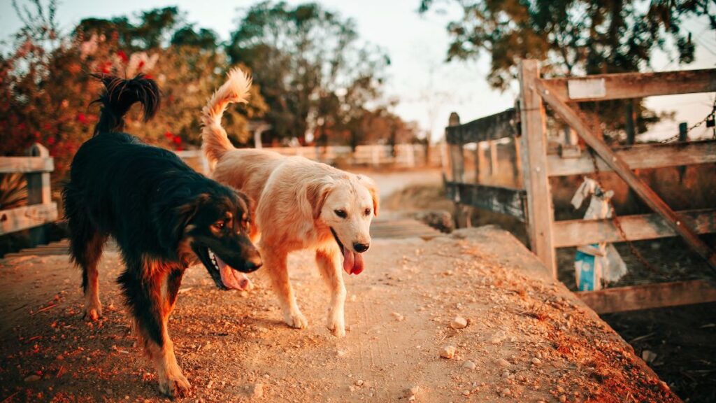 Como escolher a raça ideal para você