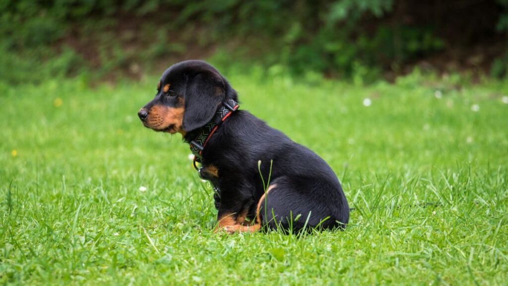 Como fazer a socialização de filhotes corretamente