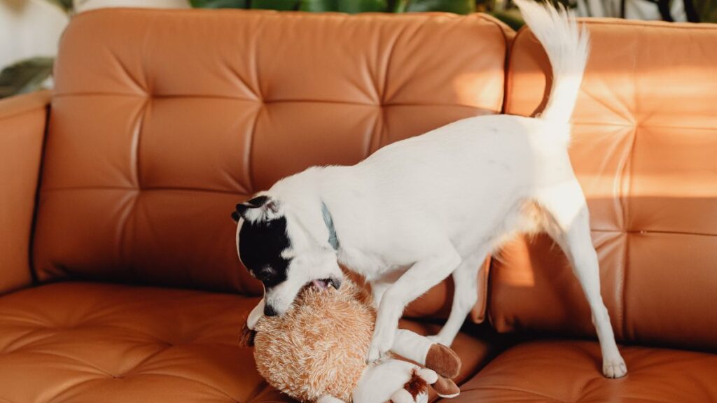 Comportamentos caninos problemáticos