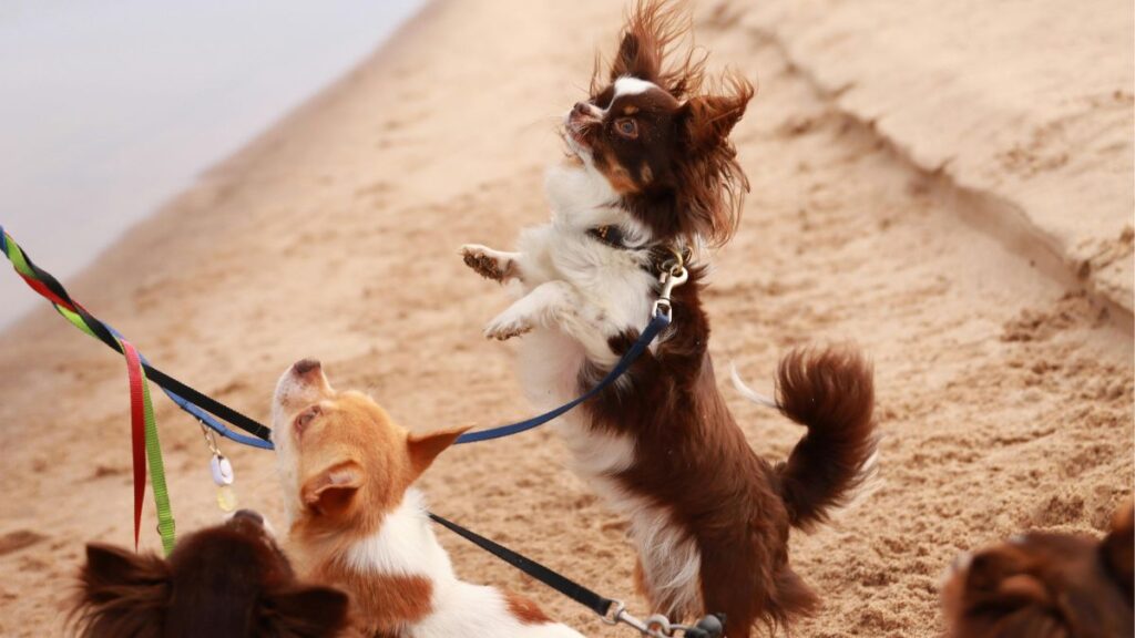 Cuidados essenciais para criar cães em apartamento