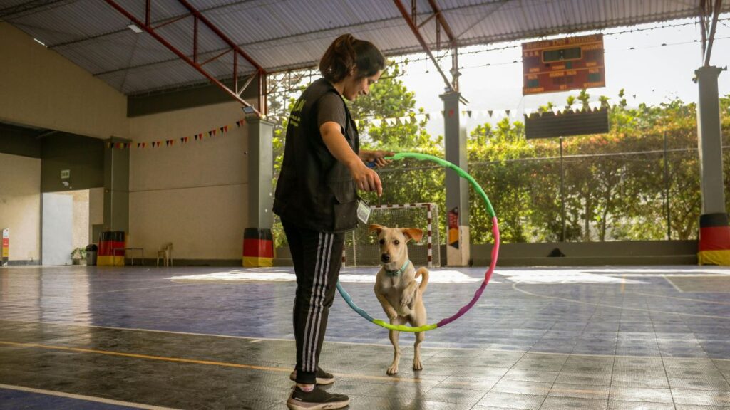 Dicas extras para potencializar o adestramento positivo