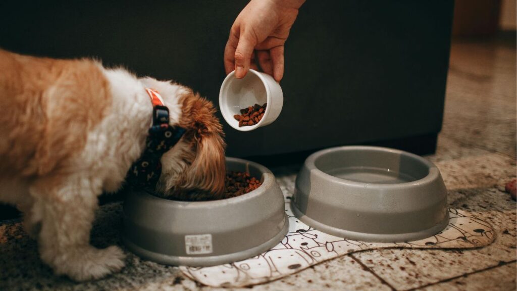 Dieta ideal para cães com alergia alimentar