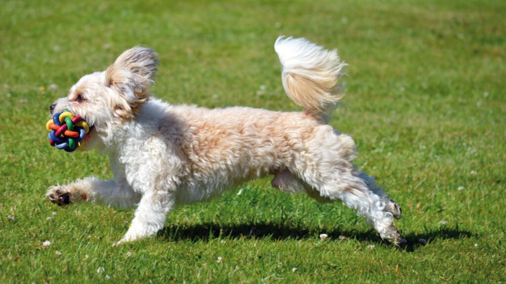 Exercícios para Cães