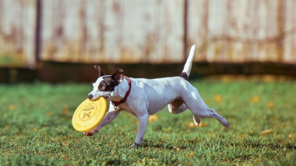 Melhores Tipos de Exercícios para Cães