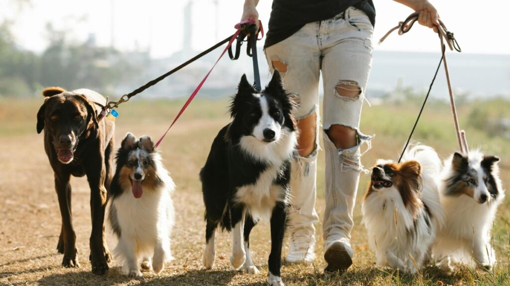 Passeios e exercícios com cachorros