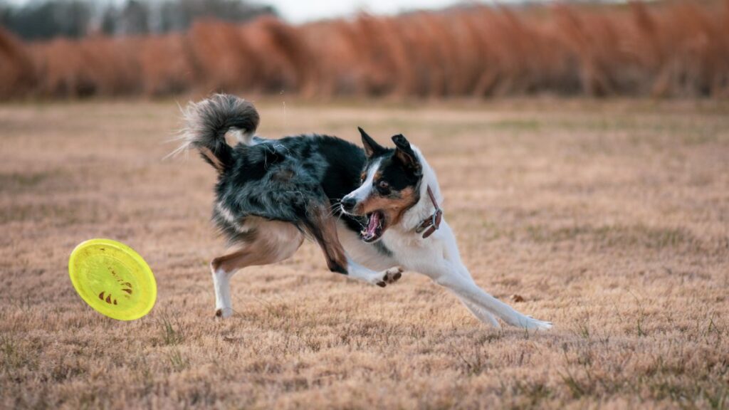 Por que ter uma rotina para cachorros é essencial