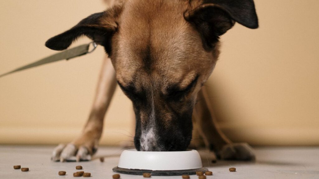 Principais causas de alergias alimentares em cães