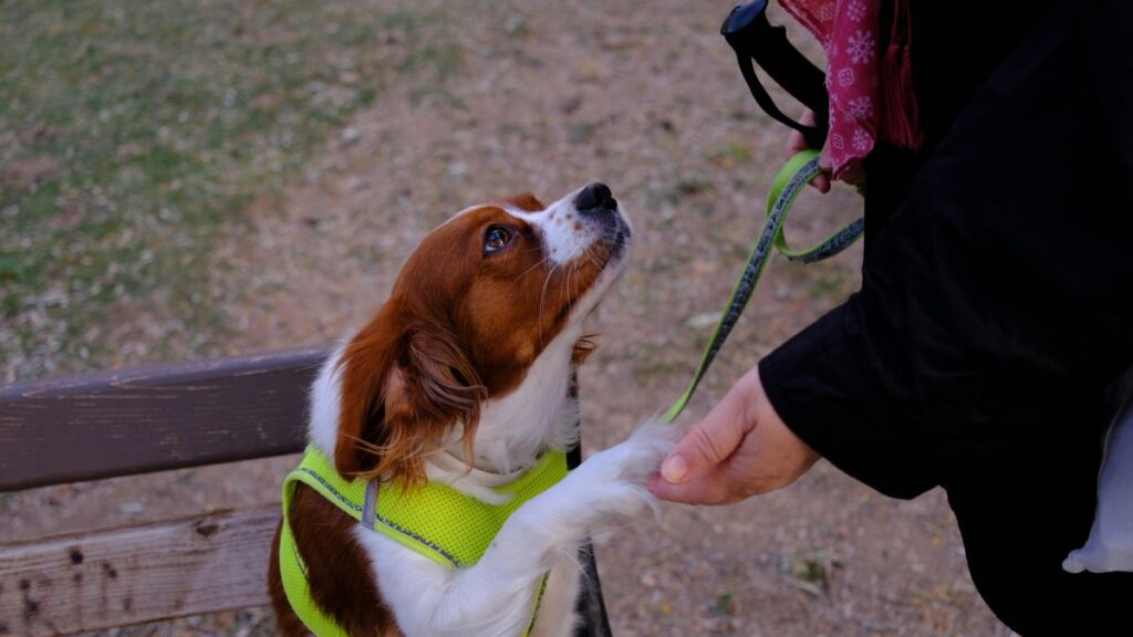 Socialização e adestramento