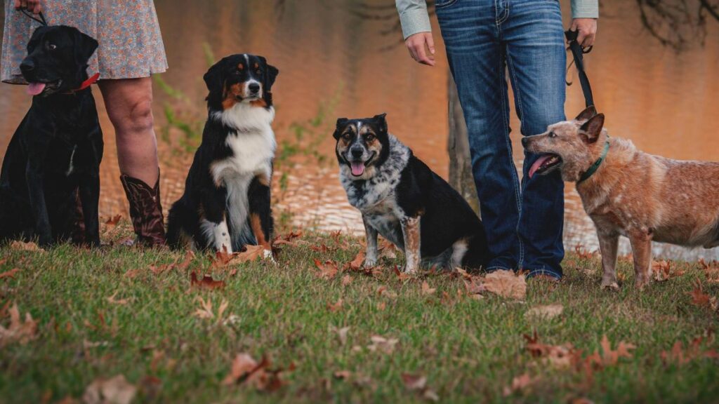 Top 10 raças de cachorro mais populares no Brasil