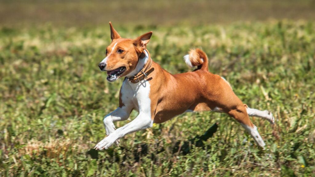 linguagem corporal do seu cachorro