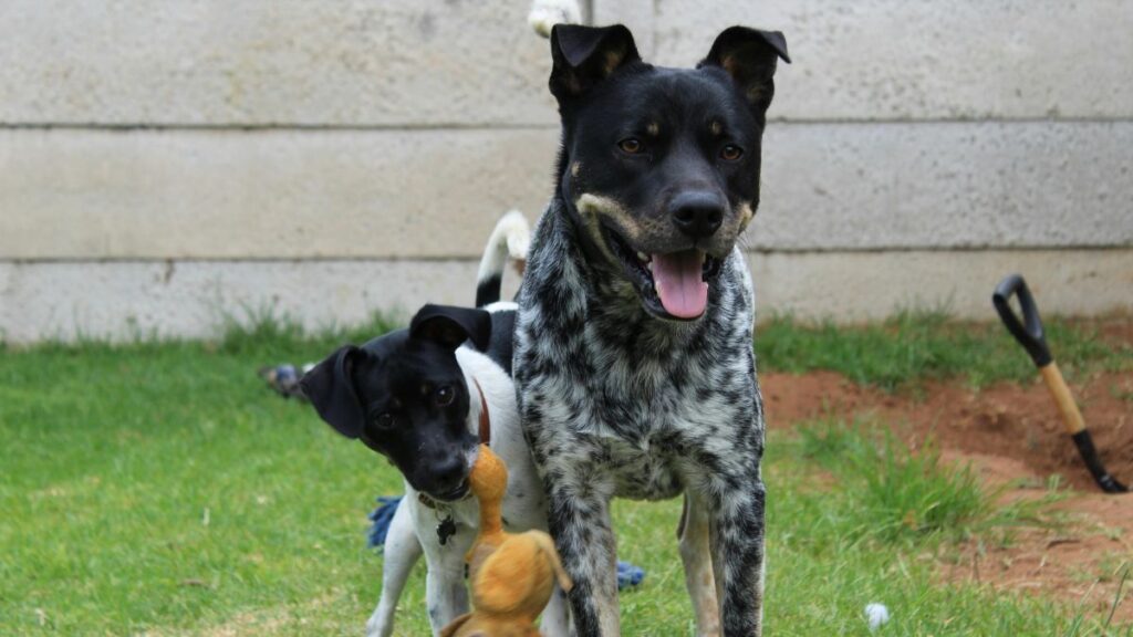 O que é o comportamento canino