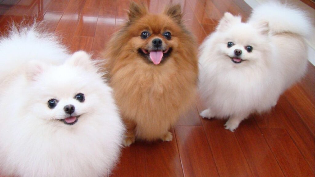 raças ideais para apartamento