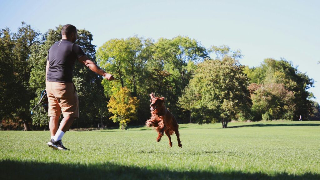 Atividade Física: Um dos Cuidados Diários com Pets Mais Importantes