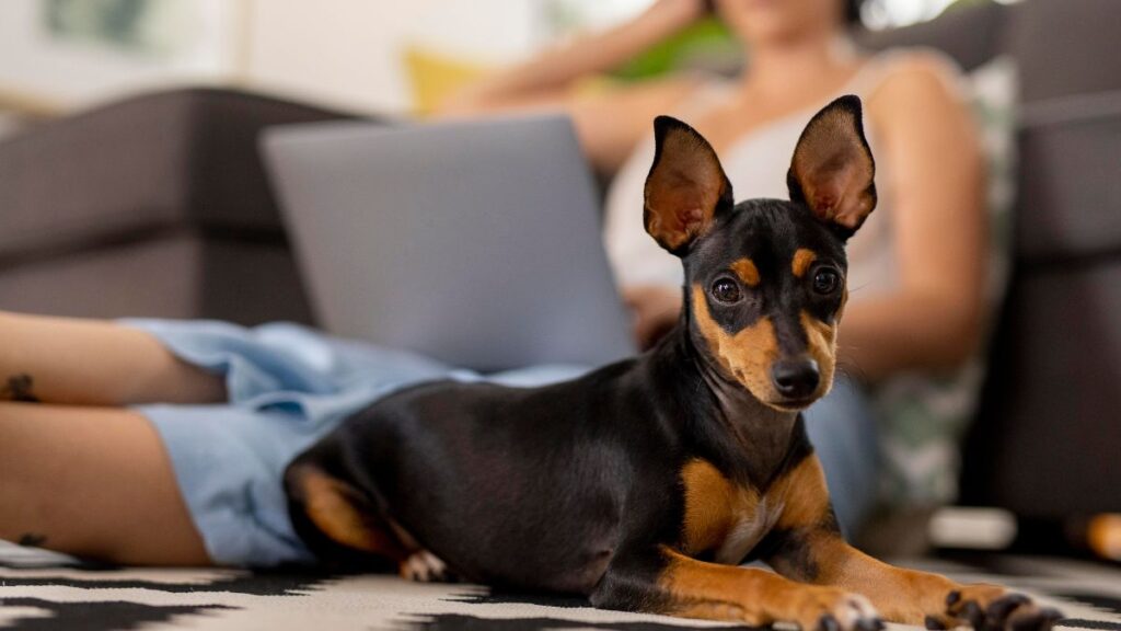 Como criar cachorro em apartamento do jeito certo