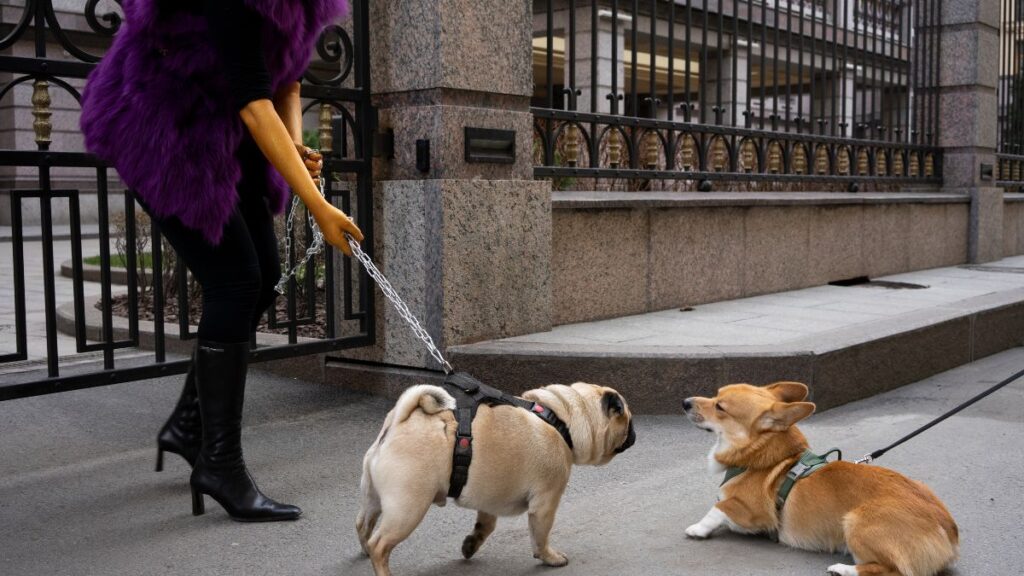 Como preparar o cachorro para o passeio