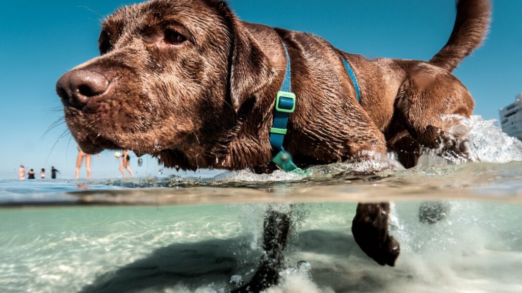 Outras Raças Notavelmente Inteligentes