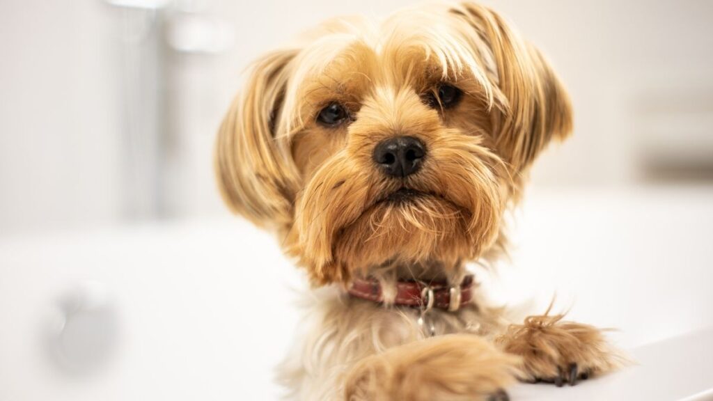 Raças de cachorro hipoalergênico mais indicadas