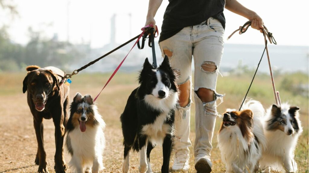 Top 5 raças de cães mais inteligentes do mundo