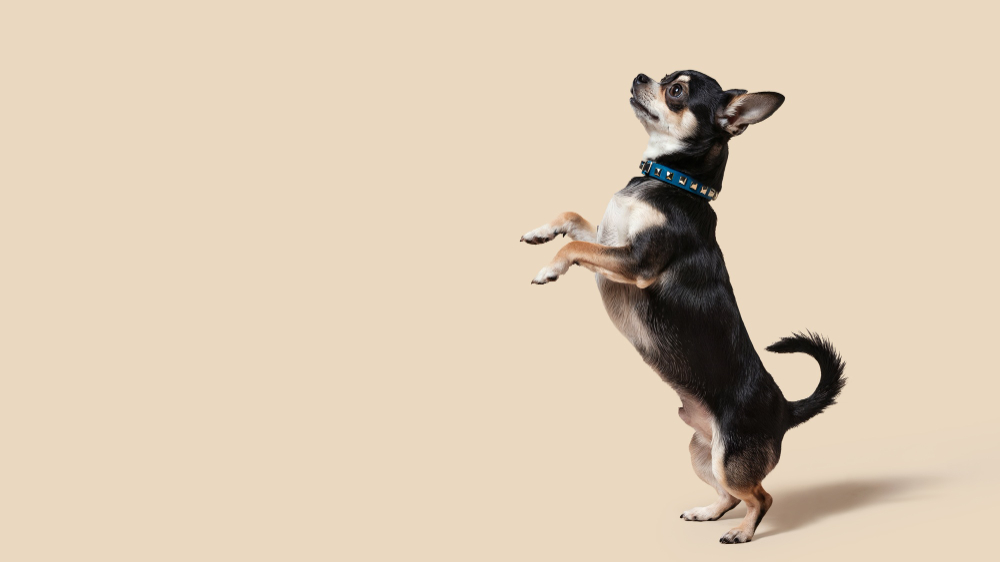 Posições que indicam emoções e comportamento