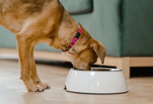 Alergias Alimentares em Cães