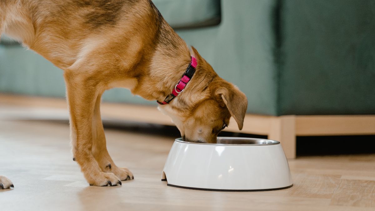 Alergias Alimentares em Cães