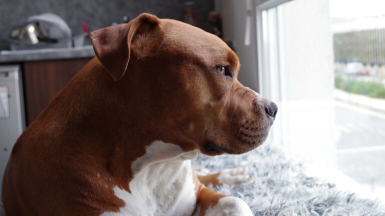 Ansiedade de separação em Cães