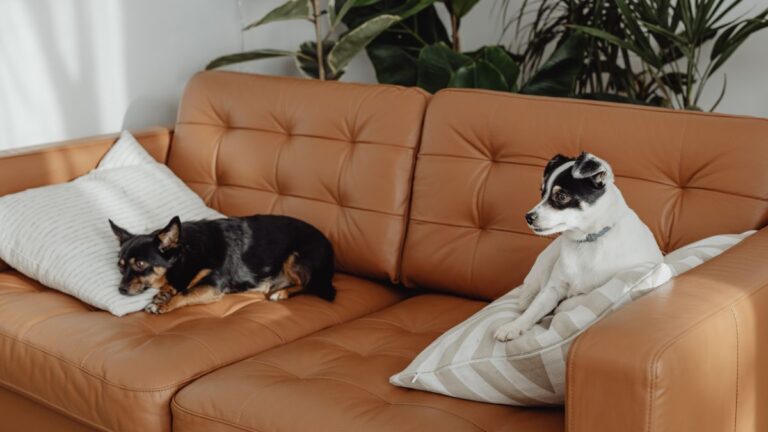 Comportamento Canino