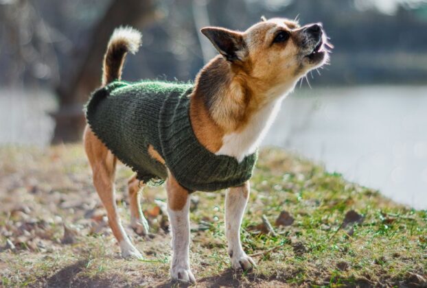 Interpretação de Latidos