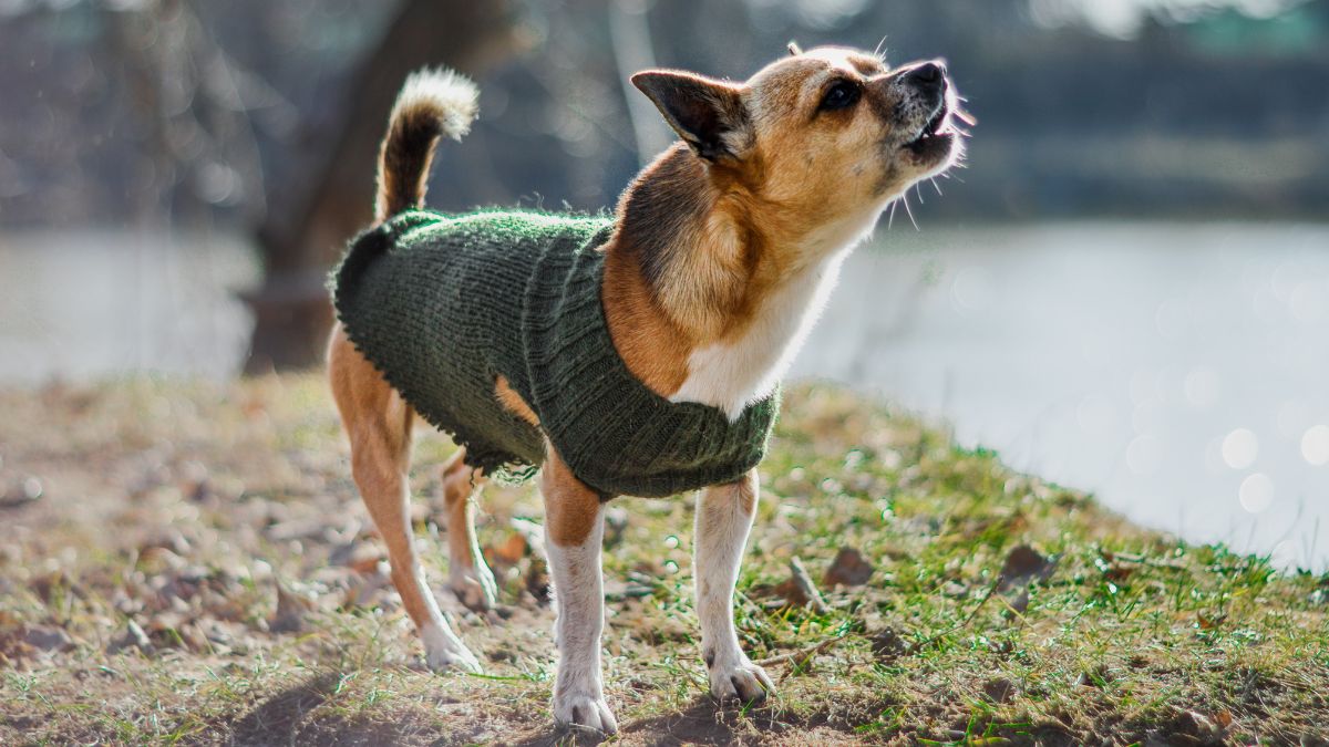 Interpretação de Latidos