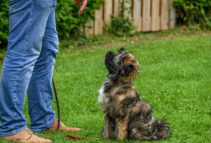 Adestramento Positivo