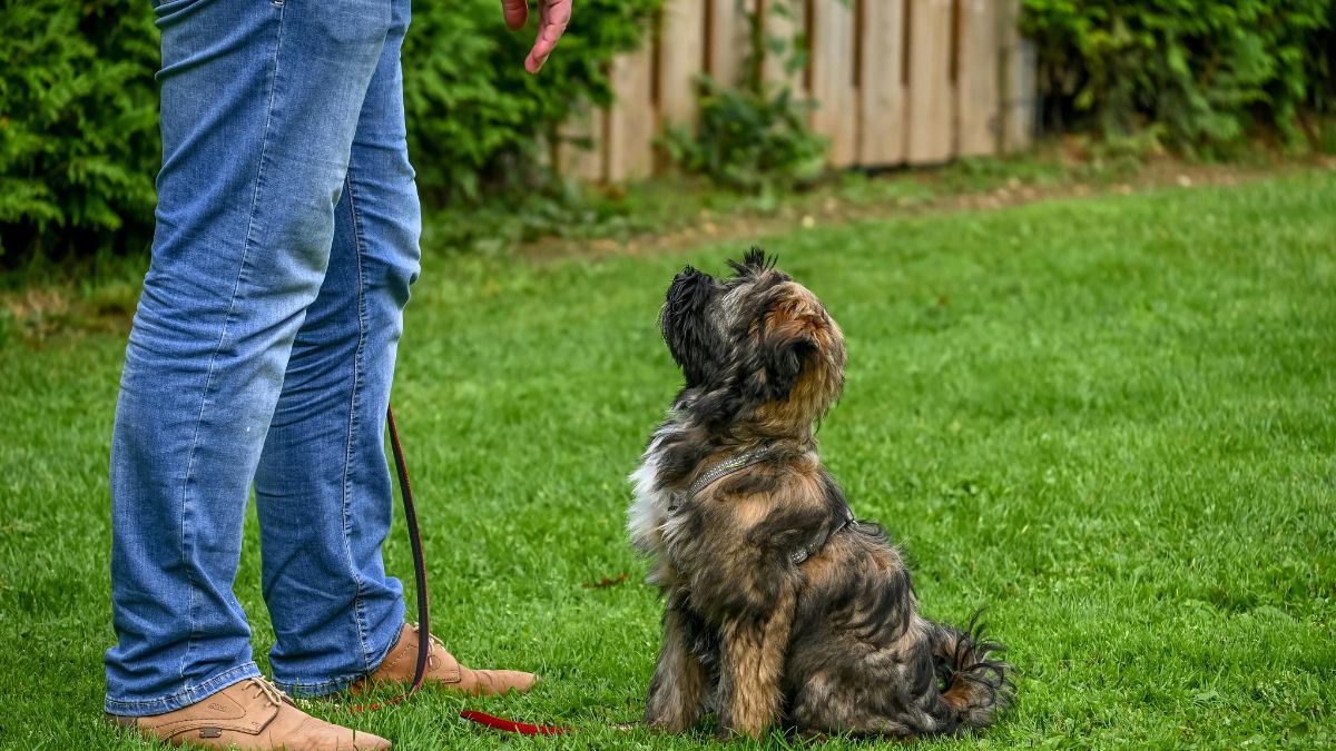 Adestramento Positivo
