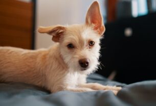 Raças de cachorro Ideais para Apartamento