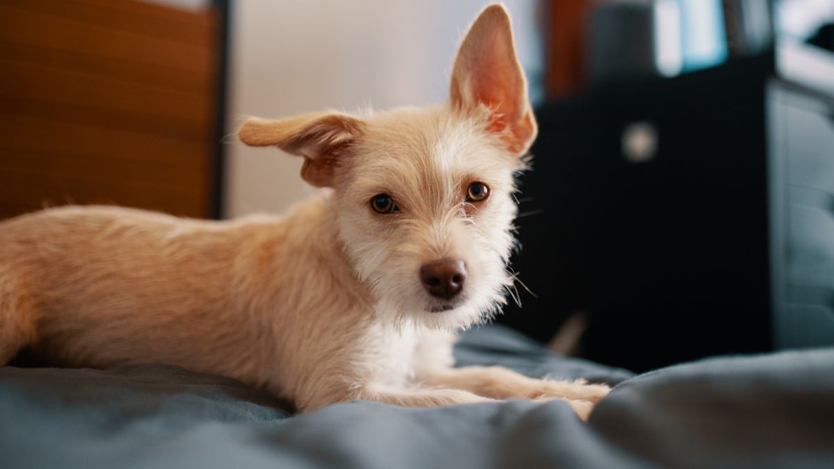 Raças de cachorro Ideais para Apartamento