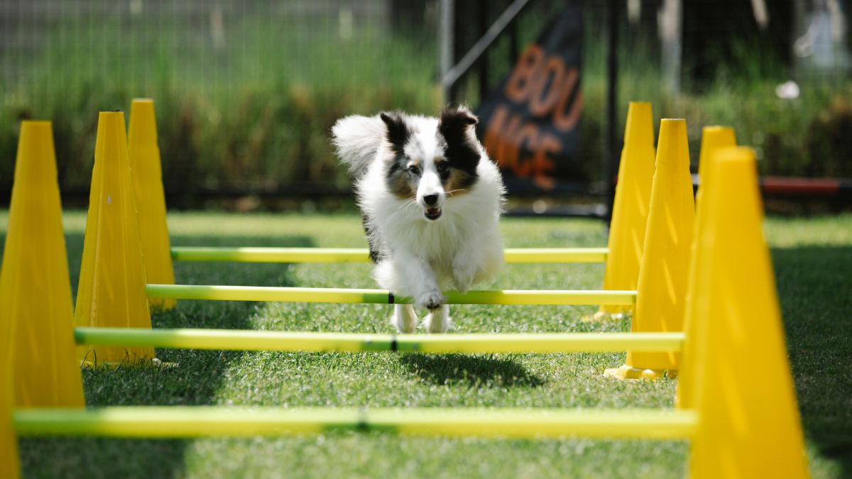 rotina para Cachorros