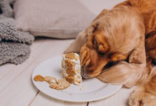 alimentação natural para cães