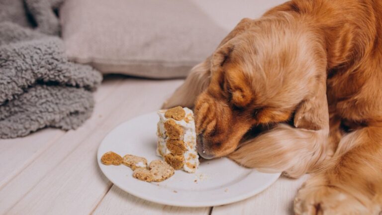 alimentação natural para cães