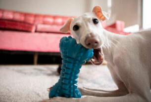 brinquedos para Cães