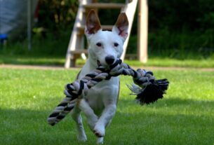 exercícios para cachorro