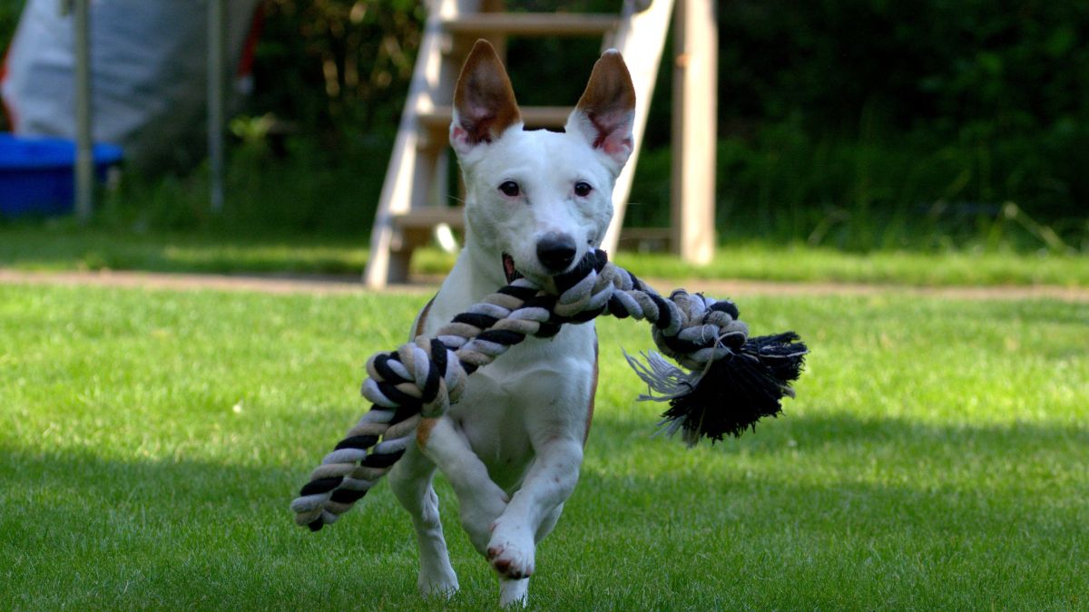 exercícios para cachorro