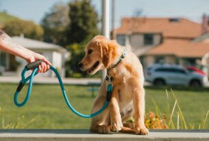 socialização de filhotes