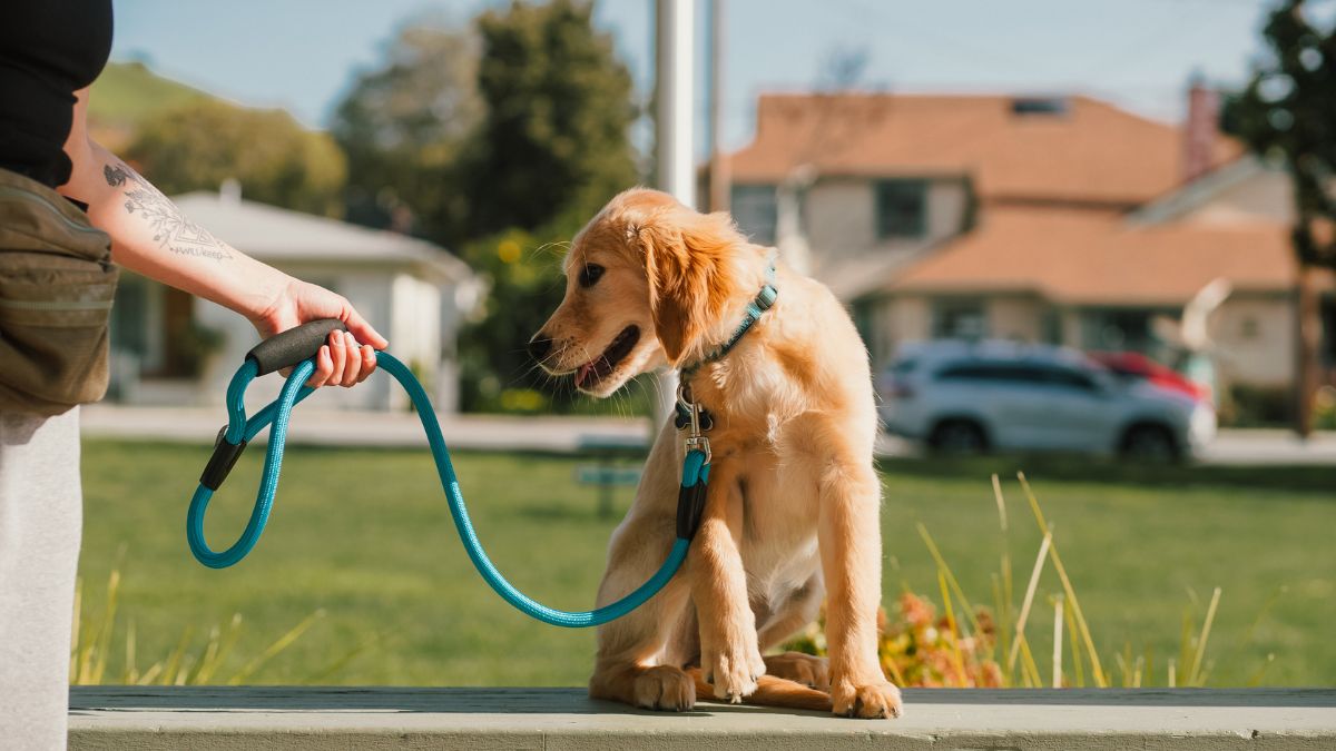 socialização de filhotes
