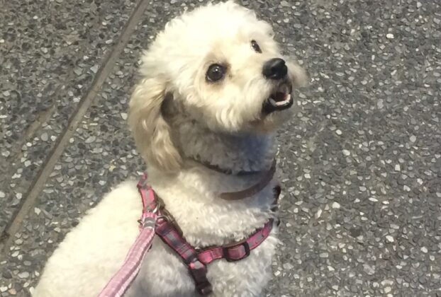 Cachorro Hipoalergênico