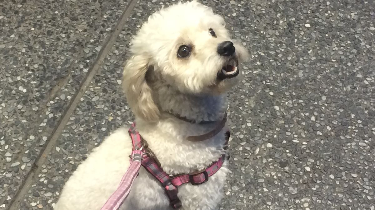 Cachorro Hipoalergênico